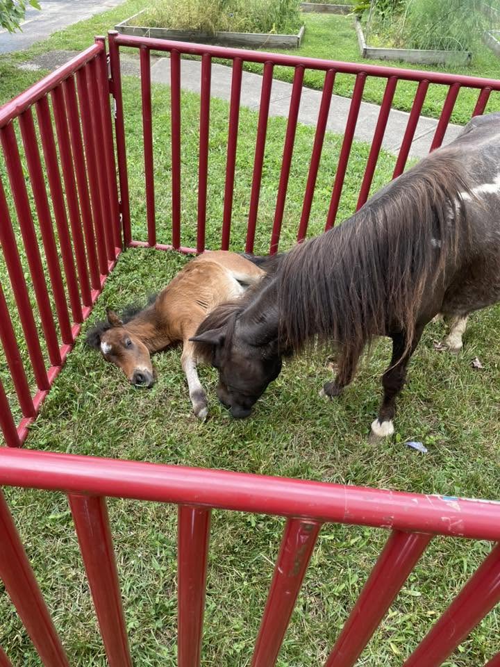 Two miniature ponies resting inside a red pen at the 3rd KidsFest petting zoo