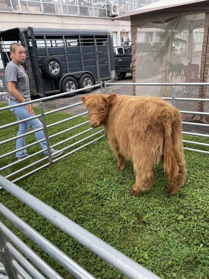 Fluffy highland cow in a pen with handler at the 3rd KidsFest petting zoo