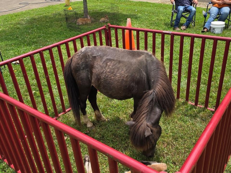 Miniature pony and rabbits at the 3rd KidsFest petting zoo pen
